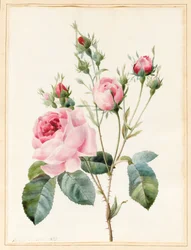 Rosa rosa y capullos, 1832
